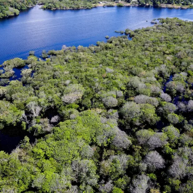 Amazonia-620x620-1