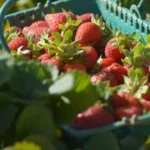 Produtores brasilienses de frutas e vegetais buscam parcerias internacionais