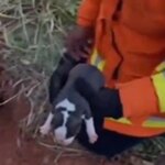 Bombeiros resgatam cachorra e filhotes presos em buraco no DF