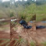 Seis cães são encontrados mortos dentro de sacos de lixo no Entorno