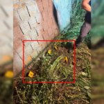 homem que matou rival é preso no Entorno do DF
