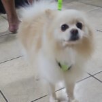 Doguinho “sequestrado” é devolvido a família após ser pego na frente de casa