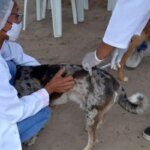 Saúde do DF inicia vacinação antirrábica para cães e gatos