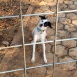 Cachorrinha que fugiu nas vésperas de viagem de família morre atropelada