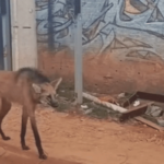 Lobo-guará é resgatado passeando perto de igreja na Estrutural