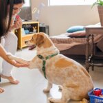 O que evitar ao chegar em casa para não gerar estresse ou ansiedade no pet