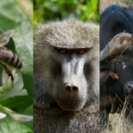 bichos podem “votar” para definir o destino na natureza