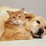 Feira de adoção de cães e gatos acontece neste sábado em Contagem