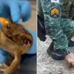 Após ataque de cão e tratamento em MG, sapo-cururu é solto na natureza