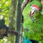 Biólogo salva papagaio ameaçado de extinção de ataque de jiboia no Caribe