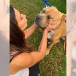 Vítima de maus-tratos, pitbull de 54 kg emociona protetores durante resgate
