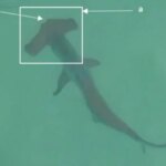 Drones flagram cardumes de até 80 tubarões nadando em praias na Austrália